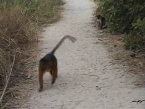 Red Colobus Monkey